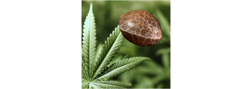 Cómo Germinar Semillas de Marihuana Paso a Paso